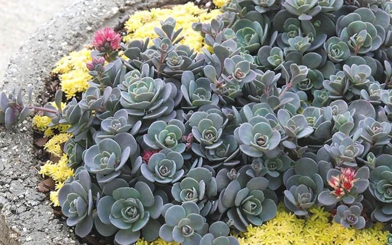 Blue Elf Sedum(Stonecrop) - 12 Pack Of Quart Pots 8 Blue Elf Sedum(Stonecrop) - 12 Pack Of Quart Pots - Image 8