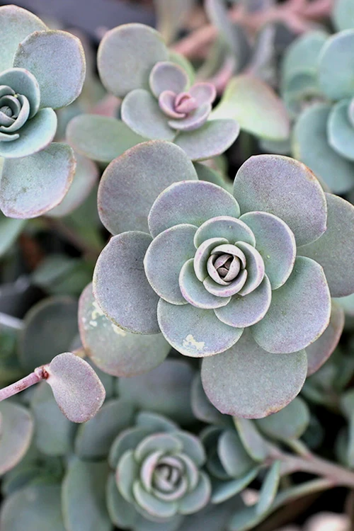 Blue Elf Sedum(Stonecrop) - 12 Pack Of Quart Pots 6 Blue Elf Sedum(Stonecrop) - 12 Pack Of Quart Pots - Image 6