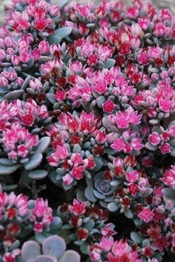 Blue Elf Sedum(Stonecrop) - 12 Pack Of Quart Pots 11 Blue Elf Sedum(Stonecrop) - 12 Pack Of Quart Pots -Wilson Bros Gardens sedum blue elf 500x750 1