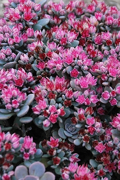 Blue Elf Sedum(Stonecrop) - 12 Pack Of Quart Pots 4 Blue Elf Sedum(Stonecrop) - 12 Pack Of Quart Pots - Image 4