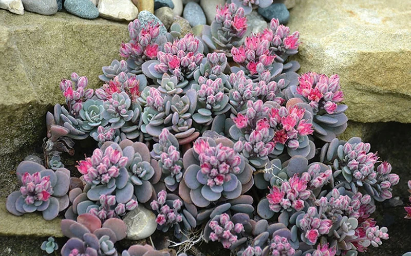 Blue Elf Sedum(Stonecrop) - 12 Pack Of Quart Pots 5 Blue Elf Sedum(Stonecrop) - 12 Pack Of Quart Pots - Image 5