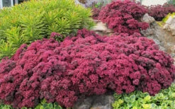 Dazzleberry Sedum - 5 Pack Of 4" Pint Pots -Wilson Bros Gardens sedum dazzleberry stonecrop 3
