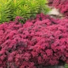 Dazzleberry Sedum - 5 Pack Of 4" Pint Pots