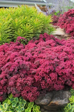 Dazzleberry Sedum - 5 Pack Of 4" Pint Pots