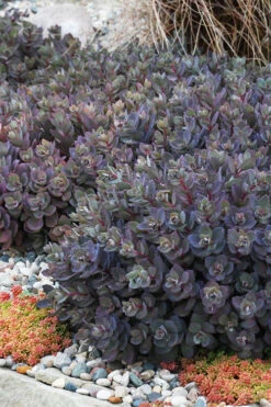 Dazzleberry Sedum - 5 Pack Of 4" Pint Pots -Wilson Bros Gardens sedum dazzleberry stonecrop 6