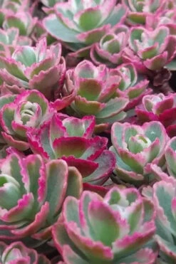 Tricolor Sedum - 10 Pack Of Quart Pots -Wilson Bros Gardens sedum spurium tricolor stonecrop 1