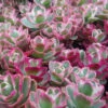Tricolor Sedum - 10 Pack Of Quart Pots
