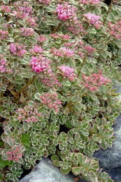 Tricolor Sedum - 10 Pack Of Quart Pots -Wilson Bros Gardens sedum spurium tricolor stonecrop 3