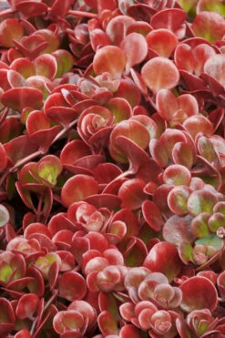 Coral Reef Sedum - 5-Pack Of Pint Pots -Wilson Bros Gardens sedum tectractinum coral reef stonecrop 1 1