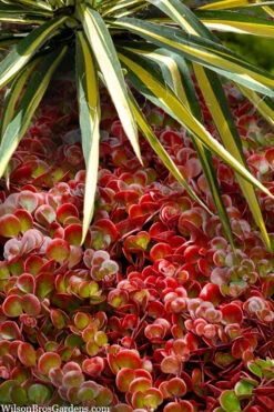 Coral Reef Sedum - 5-Pack Of Pint Pots -Wilson Bros Gardens sedum tetractinum coral reef 20 1