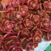 Coral Reef Sedum Tetractinum - 10 Pack Of 4" Pint Pots