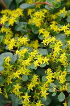 Coral Reef Sedum Tetractinum - 10 Pack Of 4" Pint Pots 12 Coral Reef Sedum Tetractinum - 10 Pack Of 4" Pint Pots -Wilson Bros Gardens sedum tetractinum coral reef 22