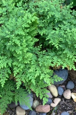 Arborvitae Fern (Selaginella Braunii) - 2.5 Quart Pot -Wilson Bros Gardens selaginella braunii arborvitae fern 2 1