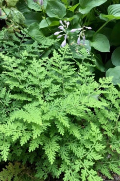 Arborvitae Fern (Selaginella Braunii) - 1 Gallon Pot -Wilson Bros Gardens selaginella braunii arborvitae fern 3
