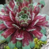 Ruby Heart Hen And Chicks (Sempervivum) - 5 Pack Of Quart Pots