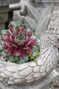 Ruby Heart Hen And Chicks (Sempervivum) - 5 Pack Of Quart Pots -Wilson Bros Gardens sempervivum tectorum ruby hearts hen and chicks 3