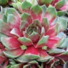 Silver King Hen And Chicks (Sempervivum) - 5 Pack Of Quart Pots