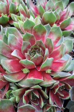 Silver King Hen And Chicks (Sempervivum) - 5 Pack Of Quart Pots