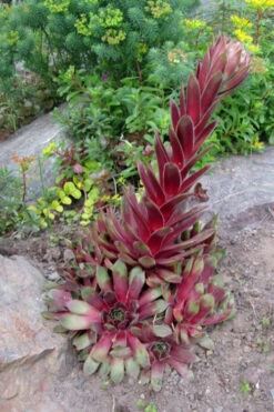Silver King Hen And Chicks (Sempervivum) - 5 Pack Of Quart Pots -Wilson Bros Gardens sempervivum tectorum silver king hen and chicks 2