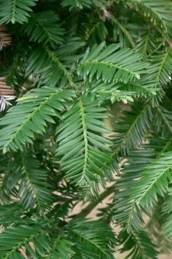 Inman's Select Redwood Tree (Sequoia Sempervirens) - 3 Gallon Pot -Wilson Bros Gardens sequoia sempervirens inman select 1