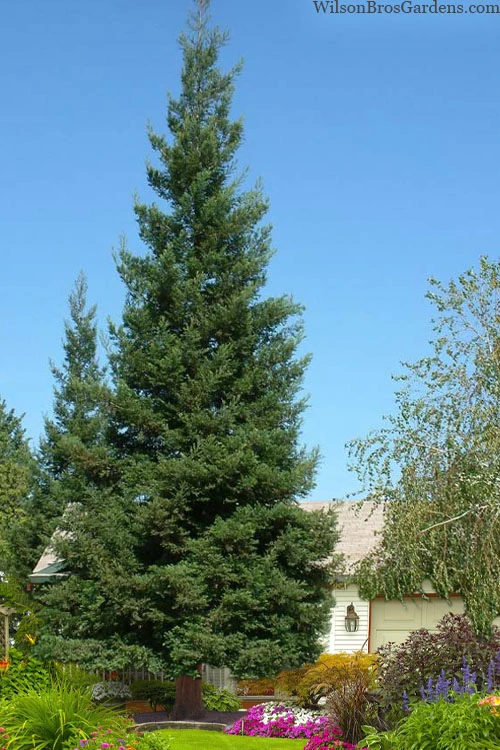 Inman's Select Redwood Tree (Sequoia Sempervirens) - 1 Gallon Pot 1 Inman's Select Redwood Tree (Sequoia Sempervirens) - 1 Gallon Pot