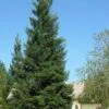 Inman's Select Redwood Tree (Sequoia Sempervirens) - 3 Gallon Pot