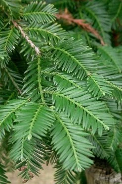 Inman's Select Redwood Tree (Sequoia Sempervirens) - 3 Gallon Pot -Wilson Bros Gardens sequoia sempervirens inman select 2