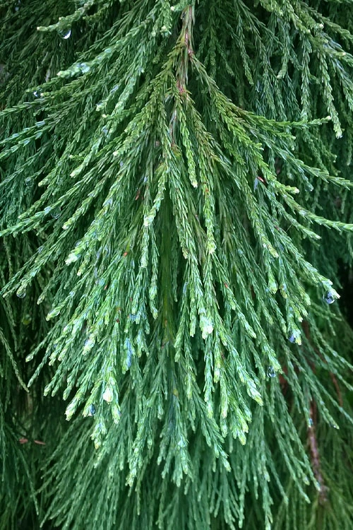 Barabit's Requiem Weeping Giant Redwood Tree - 6 Gallon Pot 6 Barabit's Requiem Weeping Giant Redwood Tree - 6 Gallon Pot - Image 6