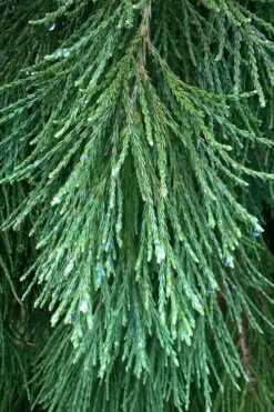 Barabit's Requiem Weeping Giant Redwood Tree - 3 Gallon Pot -Wilson Bros Gardens sequoiadendron giganteum barabits requiem giant redwood 1