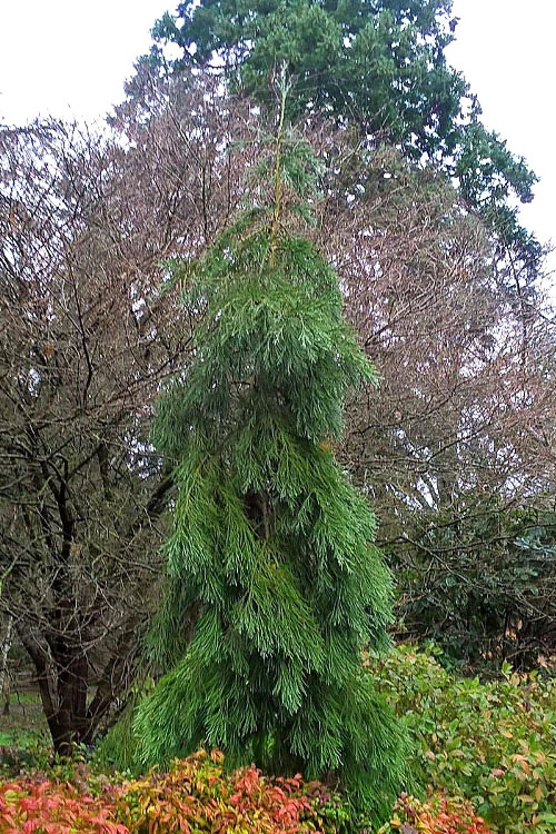 Barabit's Requiem Weeping Giant Redwood Tree - 6 Gallon Pot 5 Barabit's Requiem Weeping Giant Redwood Tree - 6 Gallon Pot - Image 5