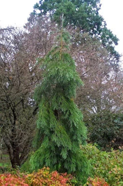 Barabit's Requiem Weeping Giant Redwood Tree - 3 Gallon Pot -Wilson Bros Gardens sequoiadendron giganteum barabits requiem giant redwood 6