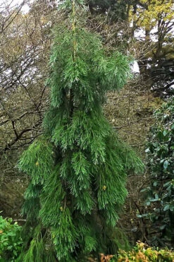 Barabit's Requiem Weeping Giant Redwood Tree - 6 Gallon Pot 9 Barabit's Requiem Weeping Giant Redwood Tree - 6 Gallon Pot -Wilson Bros Gardens sequoiadendron giganteum barabits requiem giant redwood 8 1