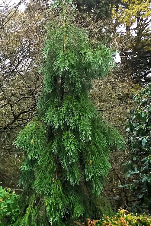 Barabit's Requiem Weeping Giant Redwood Tree - 6 Gallon Pot 4 Barabit's Requiem Weeping Giant Redwood Tree - 6 Gallon Pot - Image 4