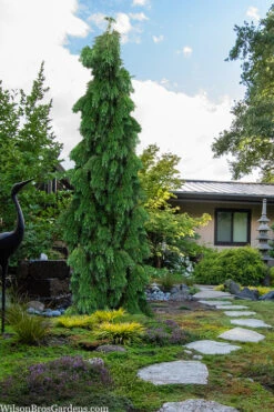 Barabit's Requiem Weeping Giant Redwood Tree - 6 Gallon Pot