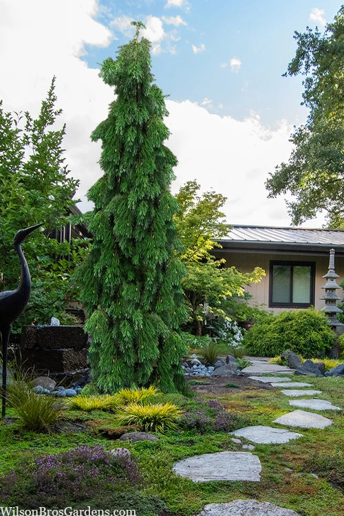 Barabit's Requiem Weeping Giant Redwood Tree - 6 Gallon Pot 1 Barabit's Requiem Weeping Giant Redwood Tree - 6 Gallon Pot