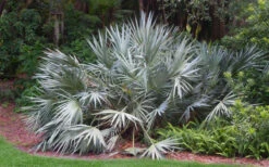 Silver Saw Palmetto Palm - 7 Gallon Pot -Wilson Bros Gardens serenoa repens silver saw palmetto palm 3