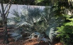 Silver Saw Palmetto Palm - 7 Gallon Pot -Wilson Bros Gardens serenoa repens silver saw palmetto palm 4