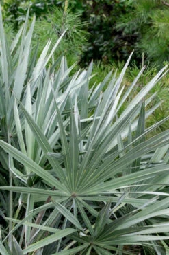 Silver Saw Palmetto Palm - 7 Gallon Pot -Wilson Bros Gardens serenoa repens silver saw palmetto palm 5