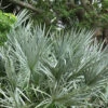 Silver Saw Palmetto Palm - 7 Gallon Pot