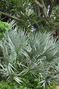 Silver Saw Palmetto Palm - 7 Gallon Pot