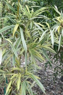 Variegated Chinese Temple Bamboo - Sinobambusa Tootsik 'Albostriata' - 3 Gallon Pot -Wilson Bros Gardens sinobambusa toosik albostriata variegated temple bamboo 1 1