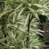 Variegated Chinese Temple Bamboo - Sinobambusa Tootsik 'Albostriata' - 2 Gallon Pot (4-6')