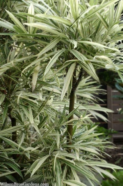 Variegated Chinese Temple Bamboo - Sinobambusa Tootsik 'Albostriata' - 2 Gallon Pot (4-6')