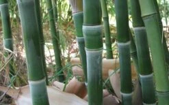 Solid Stem Bamboo - Phyllostachys Heteroclada - 3 Gallon Pot (4-6') -Wilson Bros Gardens solid stem bamboo 1