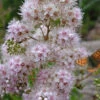 White Meadowsweet (Spirea Alba) - 1 Gallon Pot