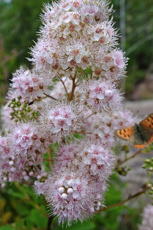 White Meadowsweet (Spirea Alba) - 1 Gallon Pot 1 White Meadowsweet (Spirea Alba) - 1 Gallon Pot