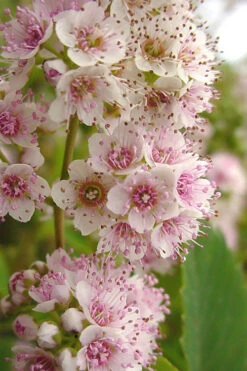White Meadowsweet (Spirea Alba) - 1 Gallon Pot 6 White Meadowsweet (Spirea Alba) - 1 Gallon Pot -Wilson Bros Gardens spirea alba white meadowsweet 7