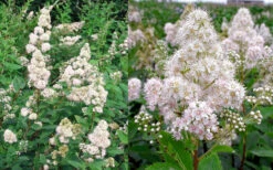 White Meadowsweet (Spirea Alba) - 1 Gallon Pot 7 White Meadowsweet (Spirea Alba) - 1 Gallon Pot -Wilson Bros Gardens spirea alba white meadowsweet 9