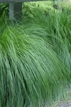 Prairie Dropseed Grass (Sporobolis Heterolepis) - 6 Pack Of 1 Gallon Pots -Wilson Bros Gardens sporobolis heterolepis prairie dropseed grass 1 1