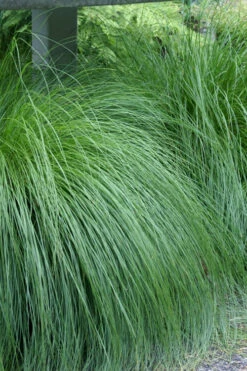 Prairie Dropseed Grass (Sporobolus Heterolepis) - 1 Gallon Pot -Wilson Bros Gardens sporobolis heterolepis prairie dropseed grass 1